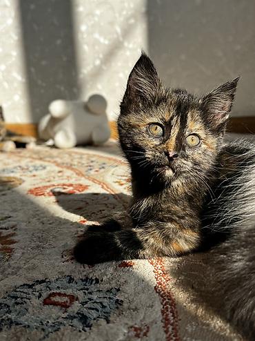 котенок: 1 месяц, Девочка, Приучена к лотку — 10