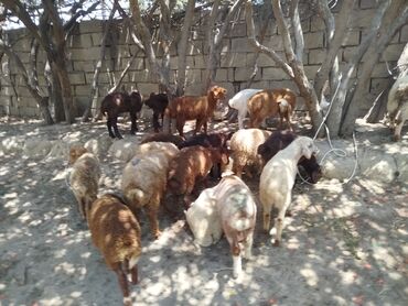 cins ineklerin satisi: Erkək, il: 1, 10 kq, Damazlıq, Ünvandan götürmə