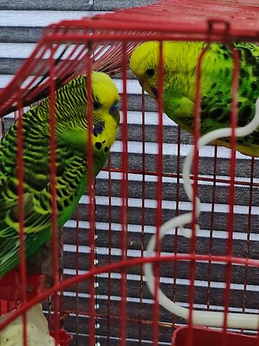 Tutuquşları: Gözəl rəngləri olan çox qızğın cütlükdülər qəfəs qarşığ satılır — 3