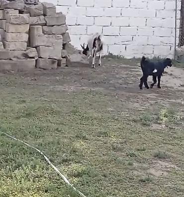çəpiş ətinin qiyməti: Ana keçi və dişi bala satılır. - Ana: ağ-qara rəngdə, buynuzlu, süd — 2