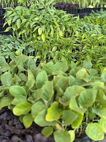 sitili: “Yaz əkini üçün hazırsınız?” Təzə, sağlam və zəmanətli tərəvəz — 2