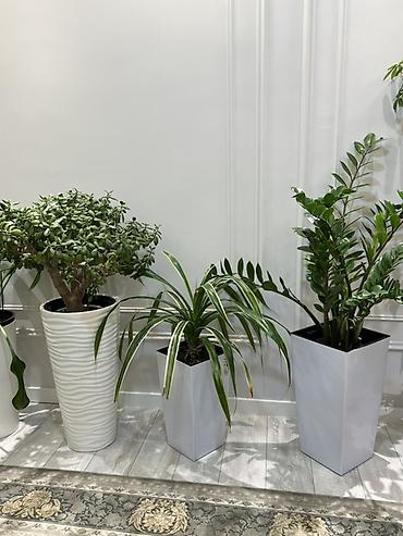 Драцены и Сансевиерии: Доставка по городу бесплатно . Адаптированные пересаженные Комнатные — 40