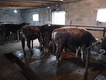 Коровы, быки: Продаю | Бык (самец) at lalafo.kg — 6 Коровы, быки: Продаю | Бык (самец) — 6