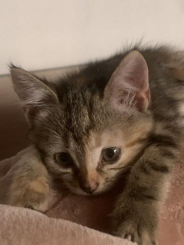 белая вислоухая кошка: Кошка даром: Беспородная, 2 месяца, Девочка, С прививками — 2