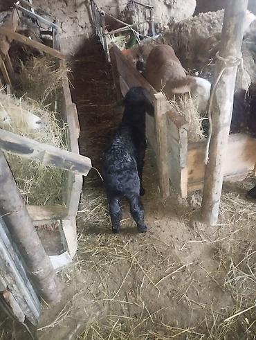 Баран, овца: Продаю | Овца (самка) | Полукровка | Для разведения | Матка — 4