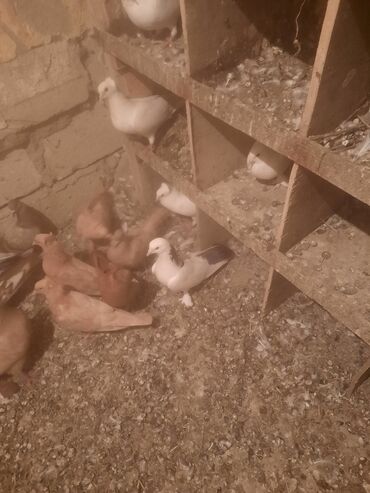 клетка для кролика: 17 tük qızğın erkəy