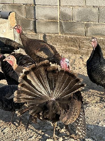 Птицы: 9 самок и 5 петухов 
Молодые крупные — 2