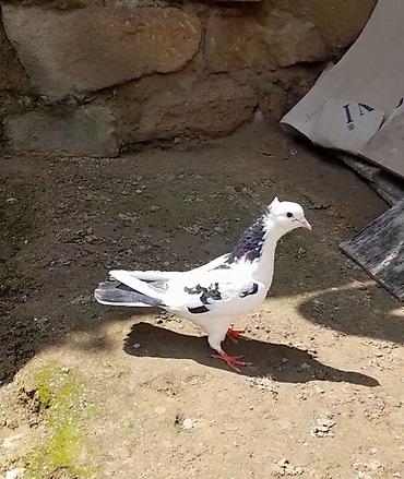 Göyərçinlər: 2 side erkeydi 12 14 tukduler — 7