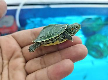 аквариумные черепахи мини: Красноухая черепаха (Trachemys scripta elegans), молодая — 1