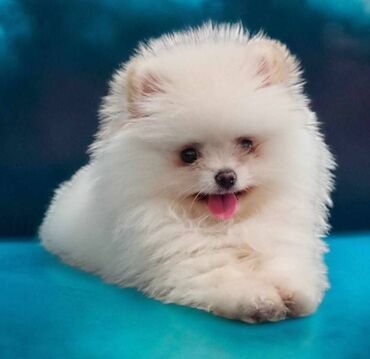 Psi: Oduševićemo vaša srca predivnim Pomerancima iz našeg pažljivo — 1