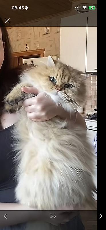 xudat heyvan satisi: 2ayliq 😍dişi Ana gold chinchila (long hair) Ata british shorthair — 3