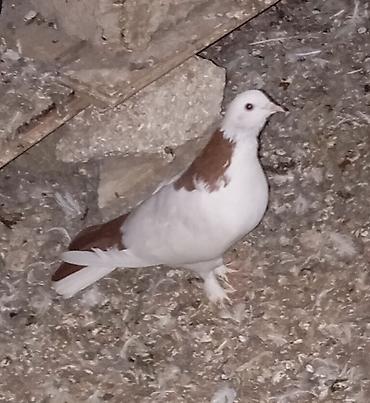 it ucun bit dermani: Cavan və sağlam uçan nəsil göyərçinlər.Erkəy və maya.Cüt deyillər.Maya — 1