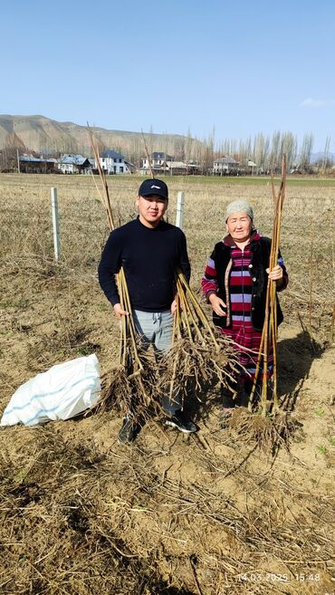 Декоративные деревья: Саженцы деревьев: Павловнии, Платная доставка at lalafo.kg — 11 Декоративные деревья: Саженцы деревьев: Павловнии, Платная доставка — 11