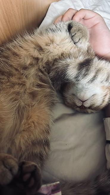 Отдам даром кошку: Кошка даром: Скотиш Страйт (Шотландская прямоухая), 3 месяца, Девочка, Приучена к лотку, Проглистована, С прививками — 2