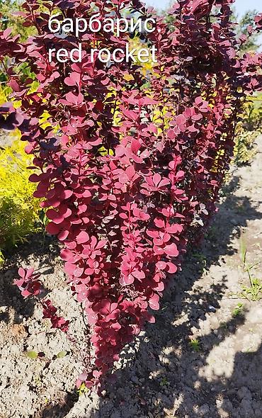 Декоративные деревья: Саженцы деревьев: Туи at lalafo.kg — 3 Декоративные деревья: Саженцы деревьев: Туи — 3