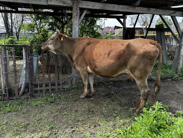 поилки для коров: Продаю | Корова (самка) | Стельные