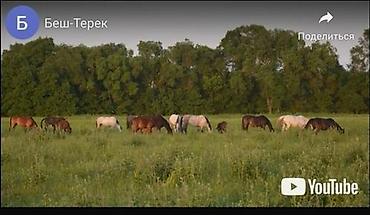 куры живые: Продаю кошару. Расположена в Московском районе, село Беш Терек — 7