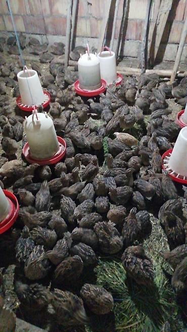 bildircin satılır: Yumurta verən 3 aylıq Bildirçinlərdi, istəyən olsa buyursun — 1