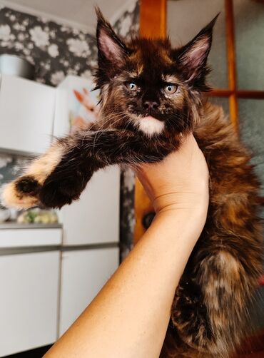 котята мейкун: Котята от Ласковых гигантов Мейн-кунов д🥳 готовы переехать в любящую