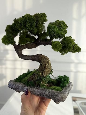 Декоративные цветы: Деревья-бонсай из натурального стабилизированного мха🌳 -это — 36