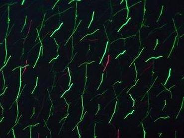 Baštenska rasveta: BabySbreath Laser Light – spoljašnji/unutrašnji laserski projektor za — 3