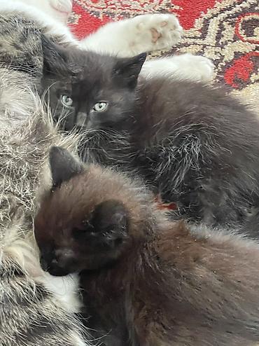 Отдам даром кошку: Отдадим в хорошие руки. 3 котенка. Возраст 2-3 недели. Две девочки и — 1