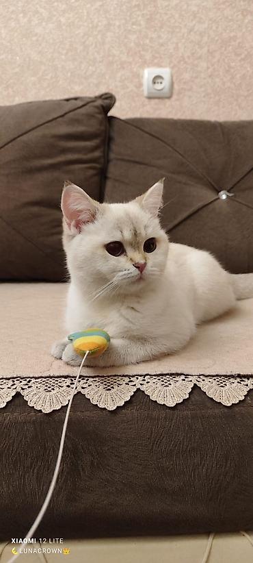 Pişiklər: Britan — 3