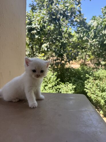 pişik sarı: Şotland, Dişi, Yaxşı əllərə, Ödənişli çatdırılma
