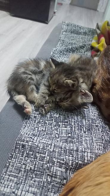Отдам даром кошку: Кошка даром: Беспородная, 1 месяц, Девочка, Метис — 1