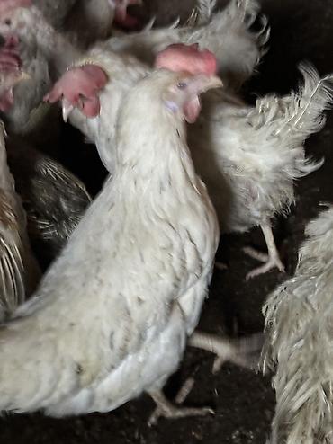 Птицы: Продаю несушек 300 голов 
1,5 года — 7