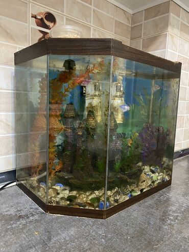 аквариум рыбы: Продаю 2 аквариума 
33 литра и 40 литра 
По 4000 сомов каждая