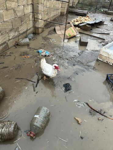 Ördəklər: Dişi, Ətlik — 14