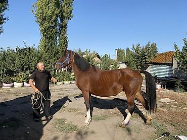 бегающий теленок: Продаю | Кобыла (самка) | Рабочий — 3