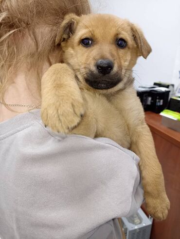 Отдам даром кошку: 🐶Знакомьтесь с чудесной девочкой 🐶 Девчушке около 3 месяцев, ласкучая