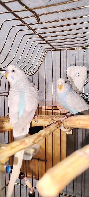 it satiwi: Fosvor Olan Ağ İsə Cütü Sonu 60M — 2