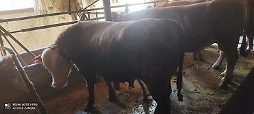 Коровы, быки: Продаю | Бык (самец) | Ангус, Герефорд | На откорм | Привязанные — 24