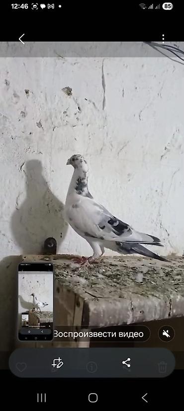 Göyərçinlər: 🐦 Uzaq Məsafəyə Uçan Göyərçinlər Satılır! 2 ədəd erkək göyərçin — 3