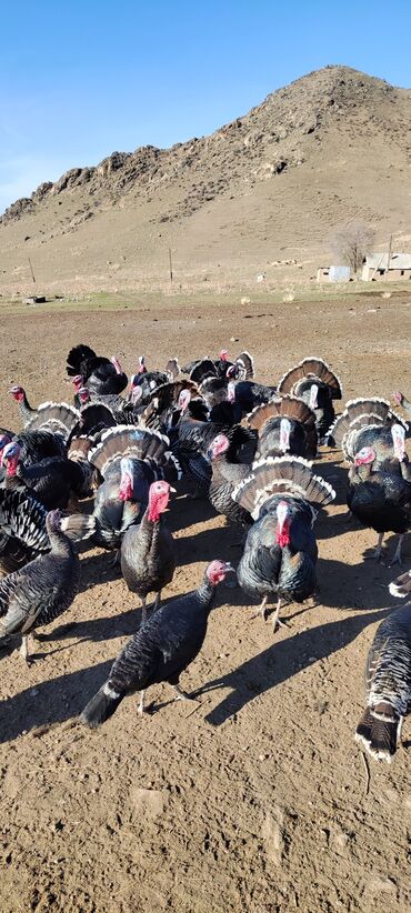 Индюки: Продаю | Индюк (самец) | Черный принц | Для разведения | Племенные — 2