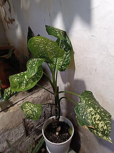 Диффенбахии: Диффенбахия и денежное дерево (толстянка) в горшках Что предлагается — 2