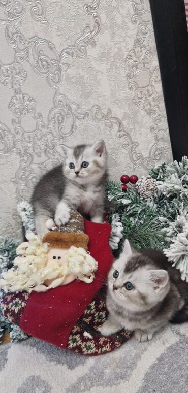 Pişiklər: Ağ balaca pişik balası – mavi gözlü, tükləri yumşaq və sıx. Üzündə və — 9