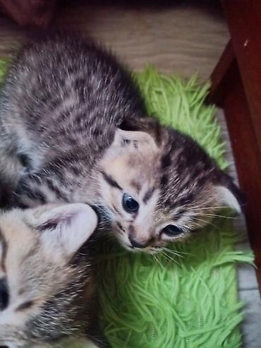 Животные: Котята с классическим тигровым (табби) окрасом. - Возраст на фото — 3