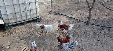 Toyuqlar: Toyuq, Damazlıq — 2