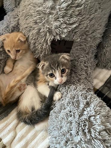 Кошки: Котята ищут любящую семью и уютный дом. Отдаем только в надежные руки — 5