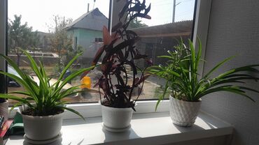 полив огорода: Комнатные растения в декоративных горшках - Хлорофитум (2 экземпляра)