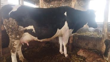 Коровы, быки: Продаю | Корова (самка) | Полукровка | Для молока | Стельные — 3