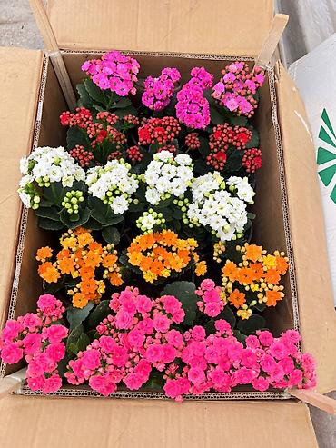 Каланхоэ: Цикламены и каланхоэ из теплицы — оптом Бишкек - Ассортимент — 6