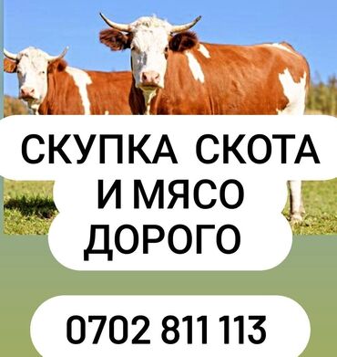 корм для коров цена: Куплю | Лошади, кони