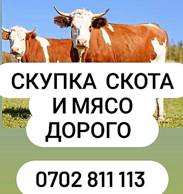 Айыл-чарба жаныбарлары: Колбаса цехи : Уйлар, букалар, Жылкылар, аттар, | Бардык шартта, Союлган, Күнү-түнү — 2