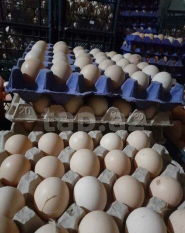 Xoruzlar: Xoruz, il: <1, Ödənişli çatdırılma — 8