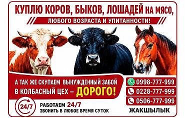 бойня скота: Частное лицо, Колбасный цех : Бараны, овцы, Коровы, быки, Лошади, кони, | Круглосуточно, На забой, на мясо, Забитый — 1